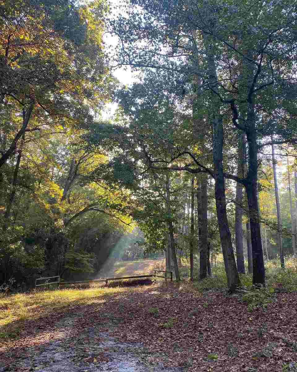 Brush jump across path with tall trees.