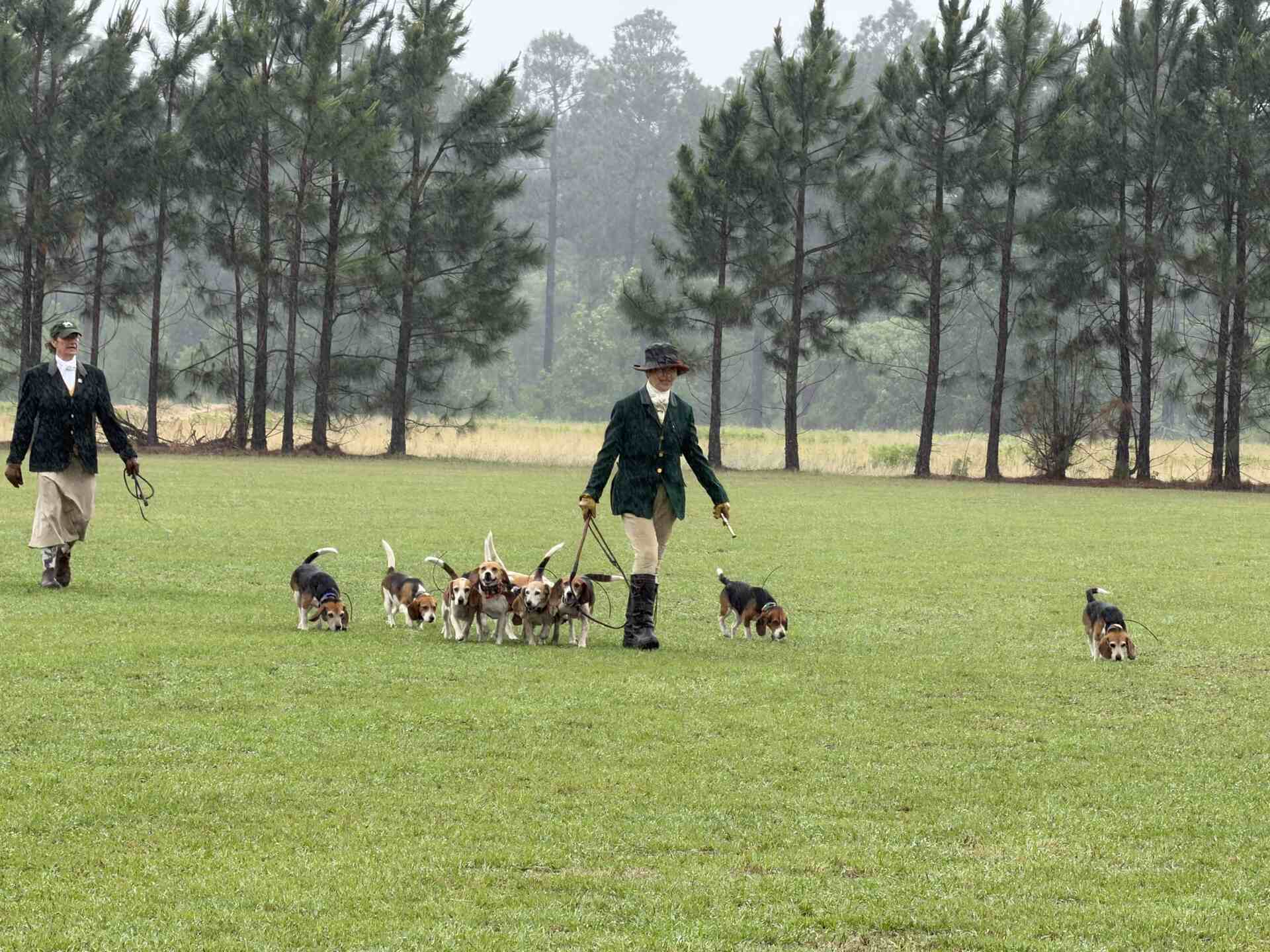 Two women in dark green coats walking several hounds in grass field.